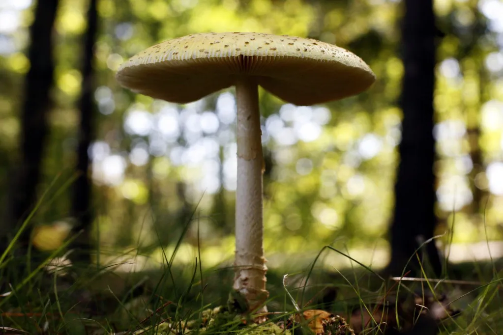 U.S. slaps duties on fresh Canadian mushrooms over subsidy claims