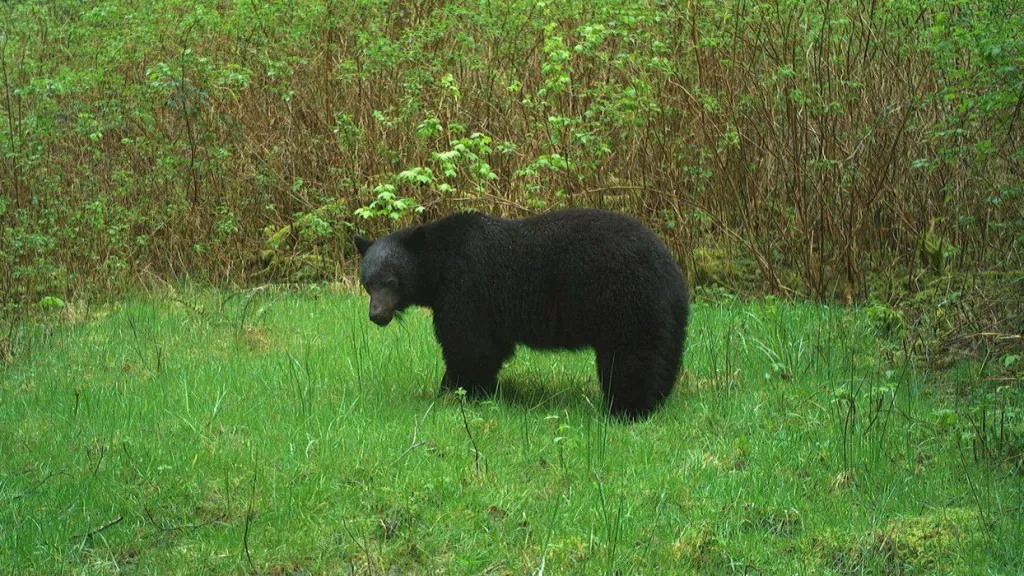 Ucluelet hires new wildlife safety response officer