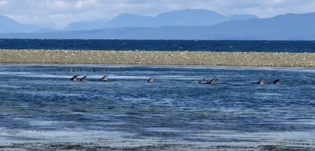 Dolphins entrapped near Qualicum Beach might have been hunted by orcas