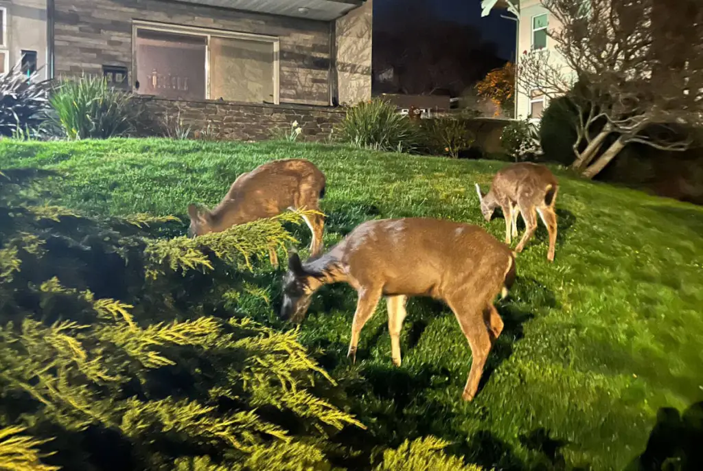 Vancouver Island experts urge residents to co-exist with deer